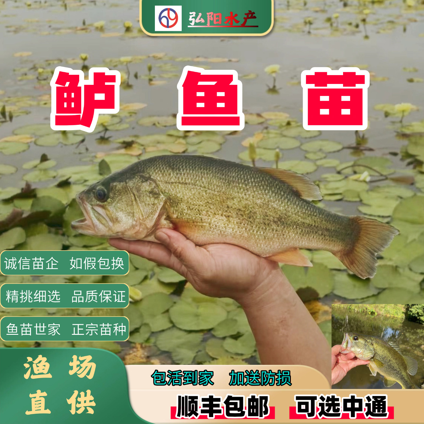 加州鲈鱼苗2-16厘米淡水养殖