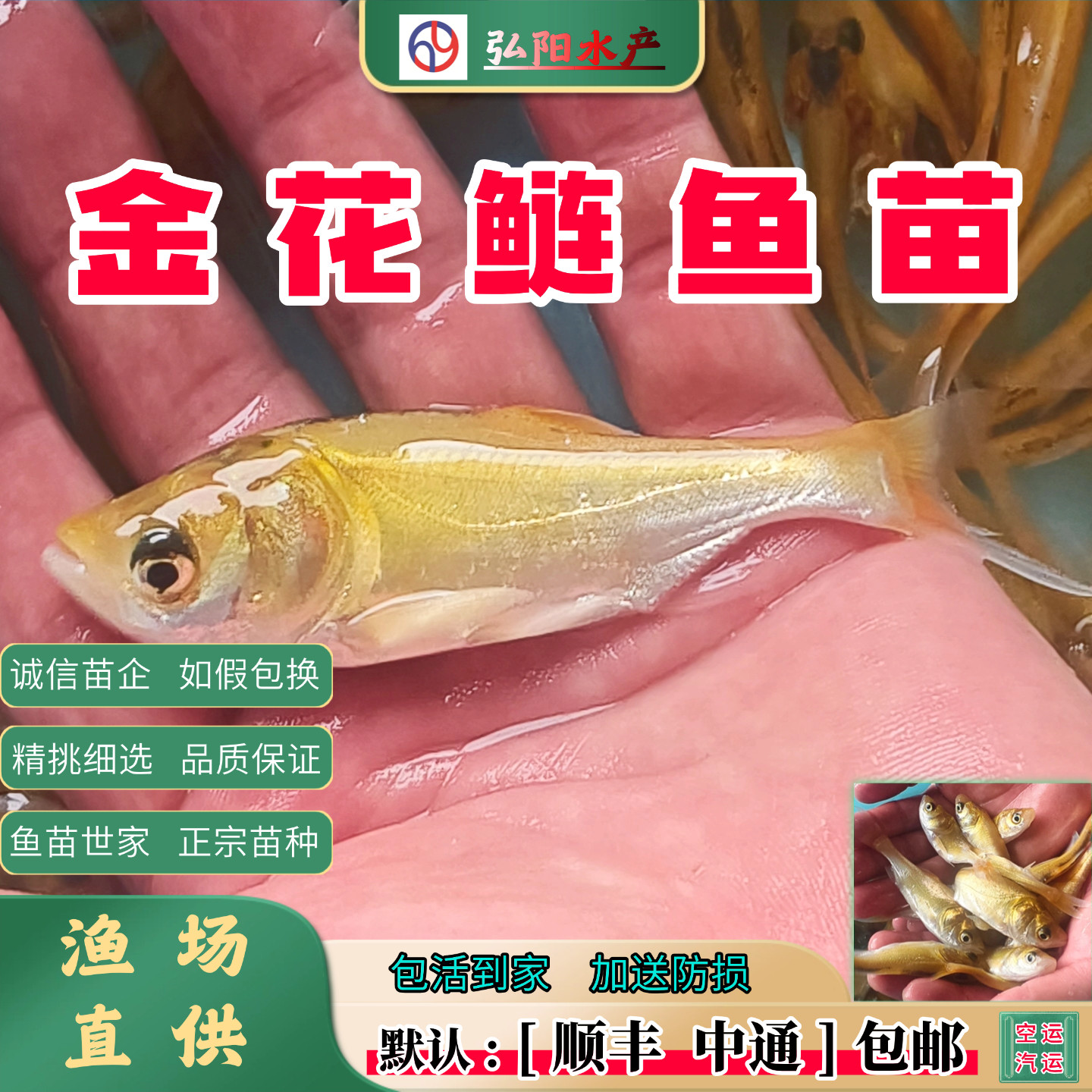 金大头花鲢鱼苗  雄鱼 胖头鱼  淡水养殖  食用  保真 淡水鱼苗