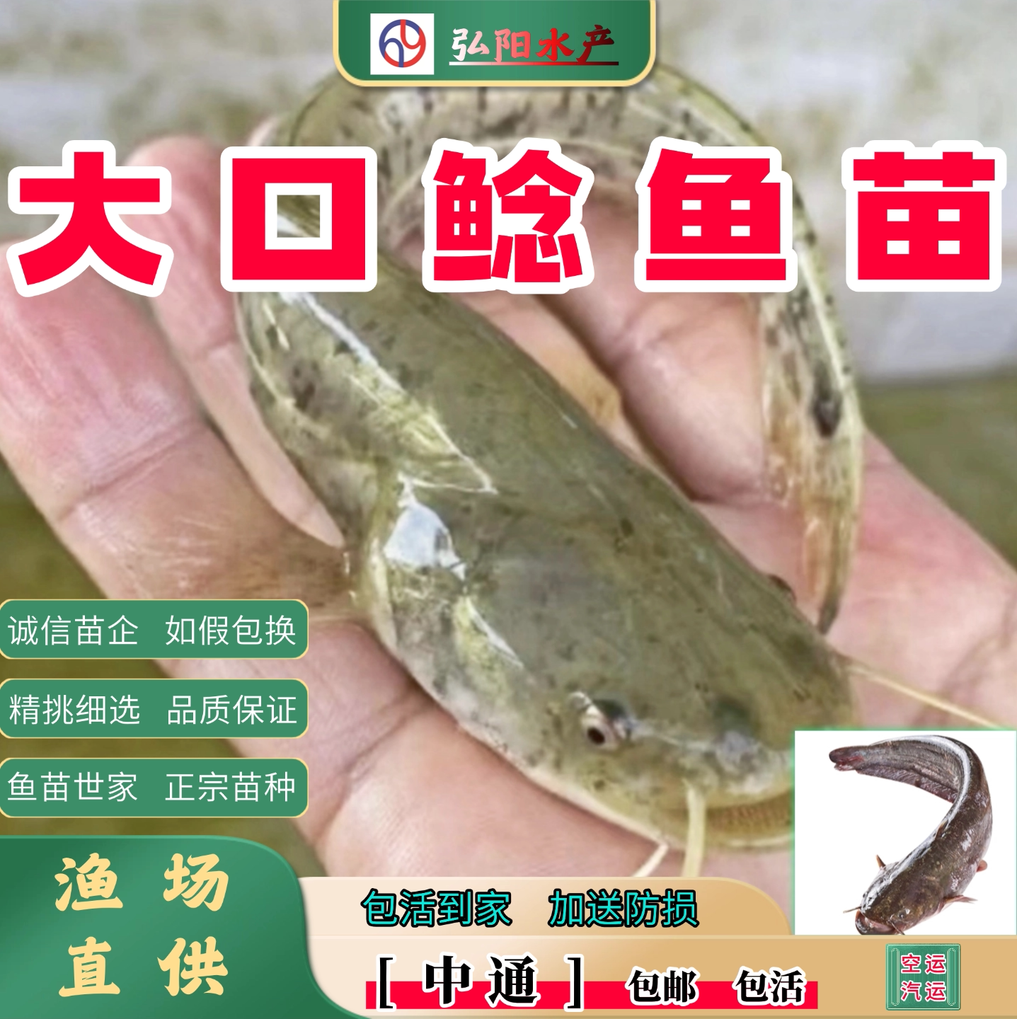 大口鲶鱼苗2-20厘米耐活送损