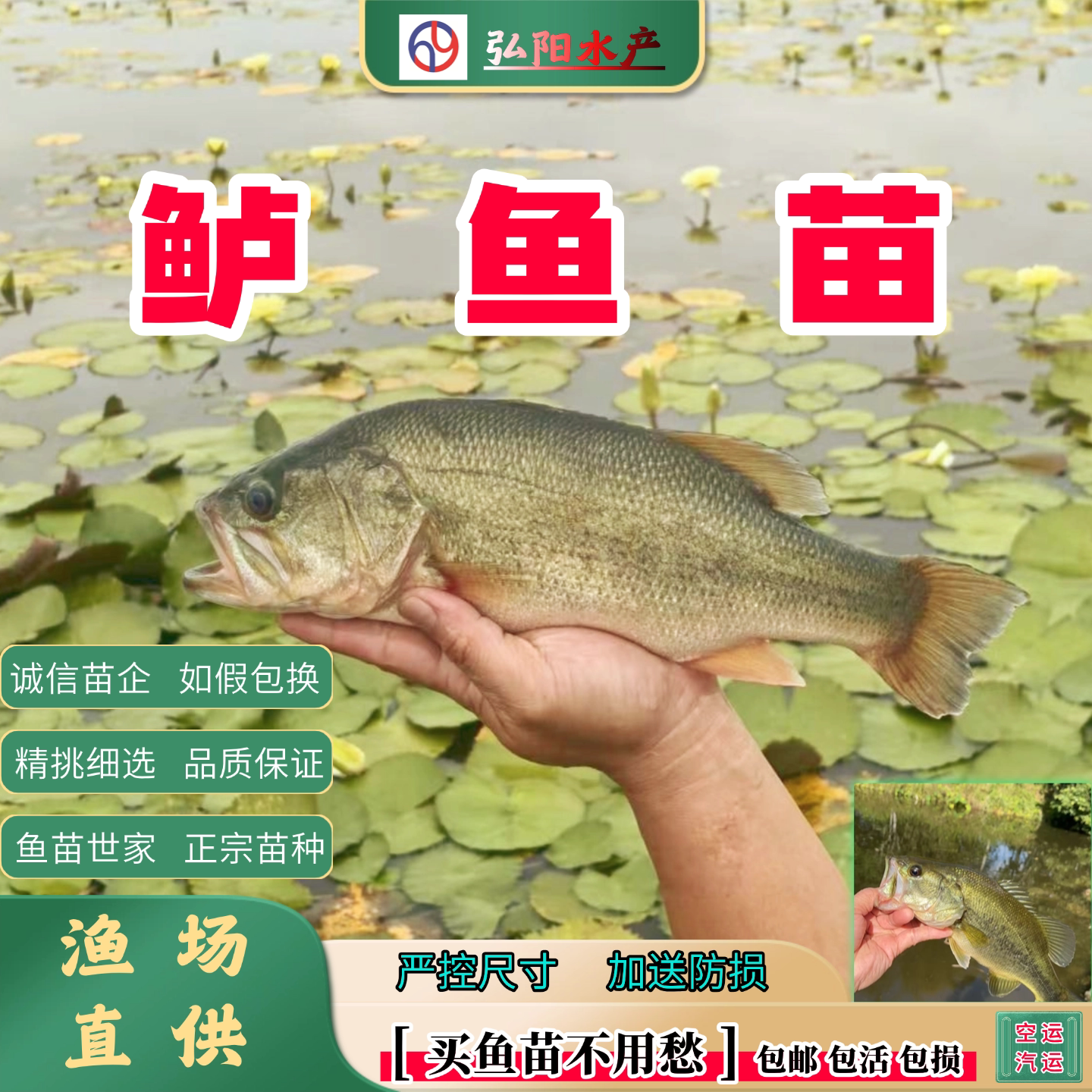 加州鲈鱼苗2-16厘米淡水养殖