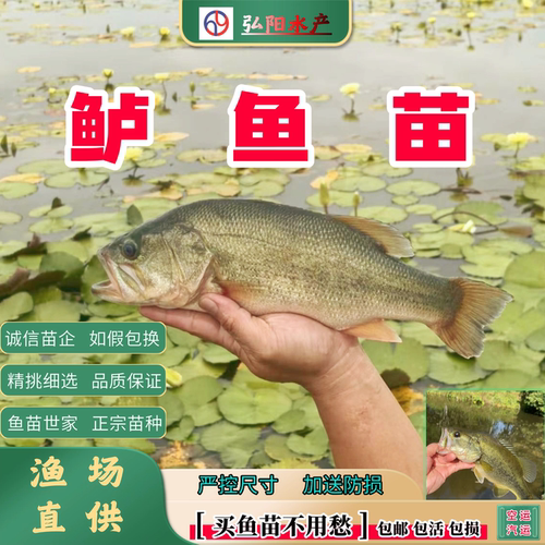 加州鲈鱼苗2-16厘米批量批发