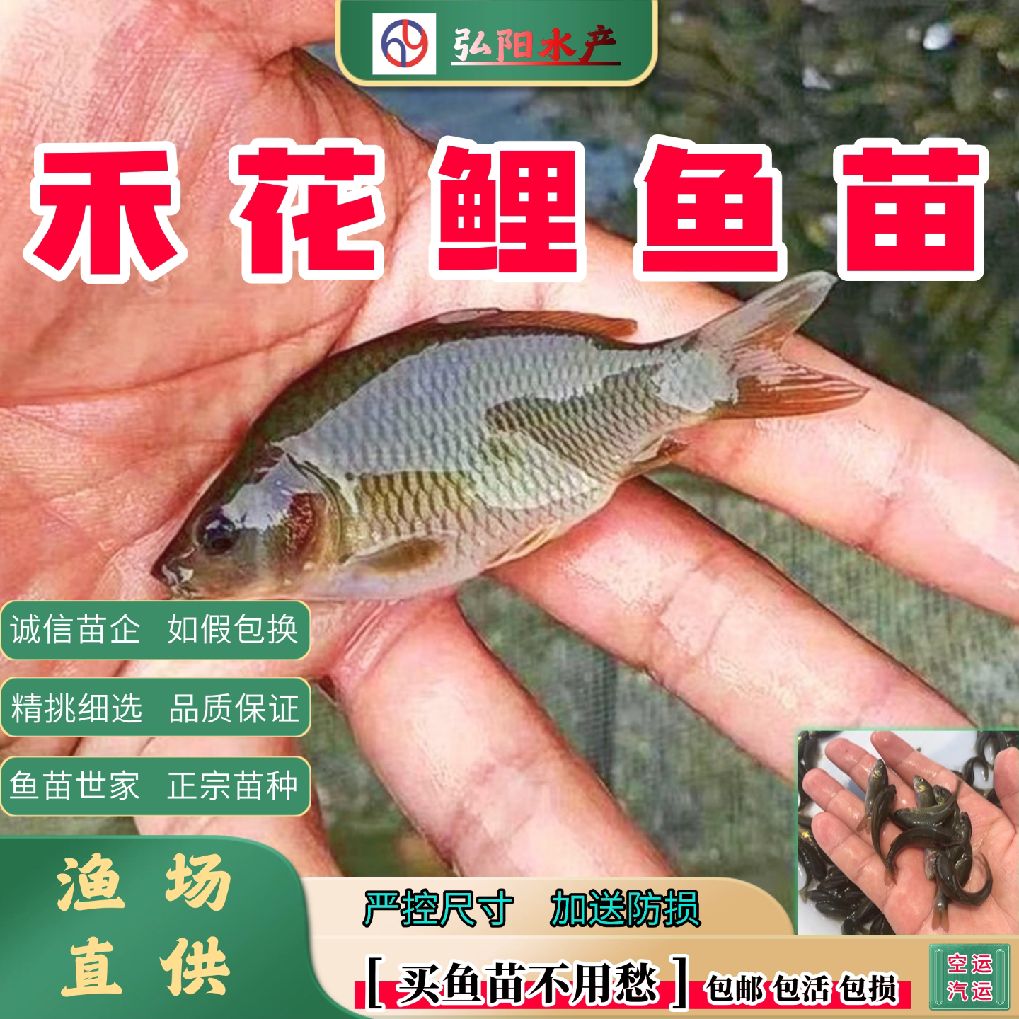 禾花鲤鱼苗2-10厘米良种批发