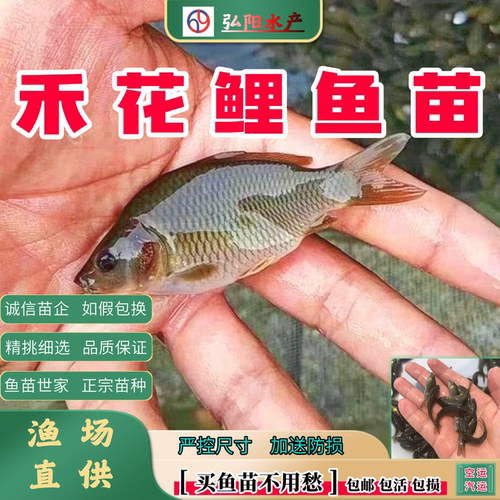 禾花鲤鱼苗2-10厘米良种批发