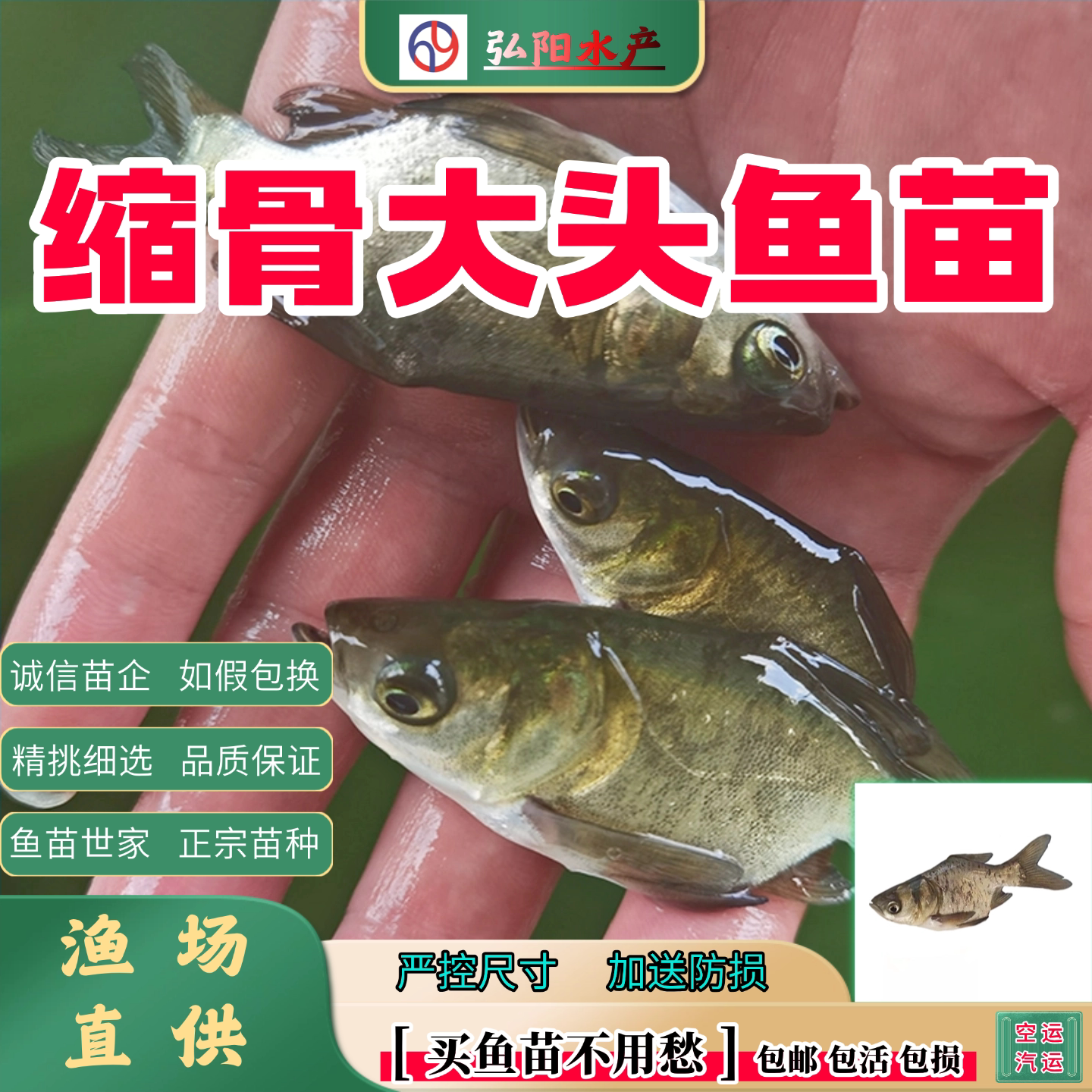 正宗缩骨大头鱼苗2-10厘米包活