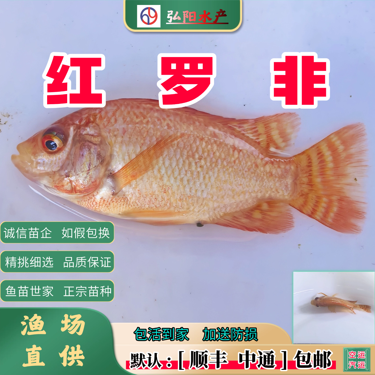 红罗非鱼苗淡水彩虹鲷珍珠立
