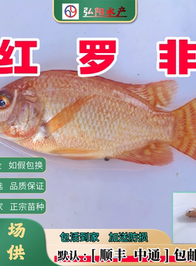 红罗非鱼苗淡水彩虹鲷珍珠立