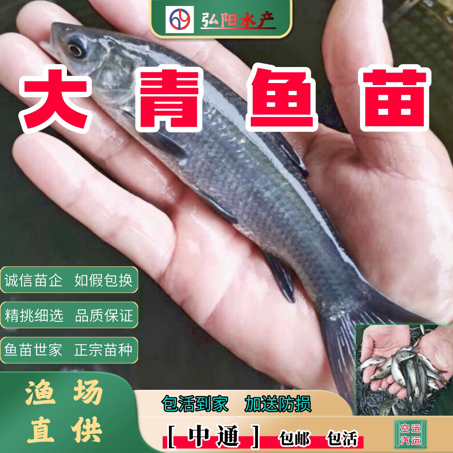 青鱼苗2-20厘米大品种优质正宗