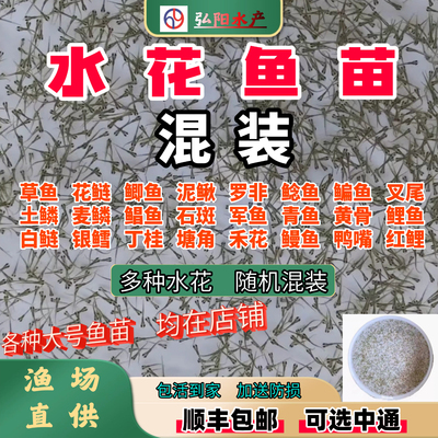 水花鱼苗2-5毫米随机混装组合