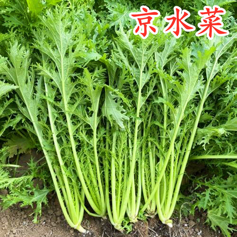 京水菜种子水晶菜 芥菜种籽特色野菜叶菜蔬菜种子阳台庭院盆栽