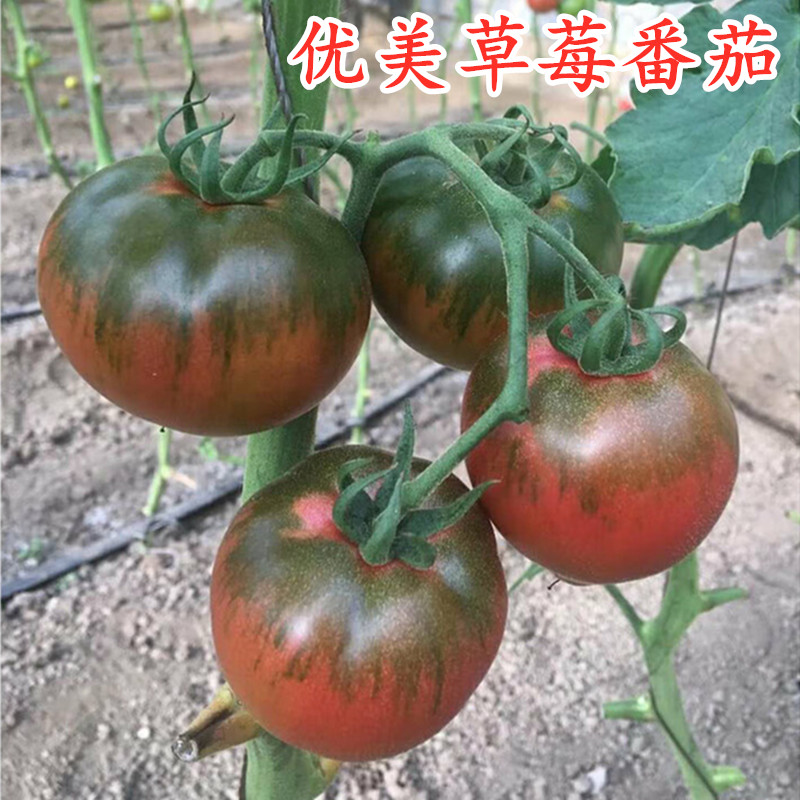 草莓番茄种子绿腚西红柿籽