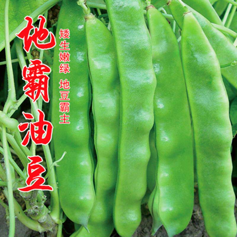 地霸油豆种子地豆种籽矮生将军王东北油豆芸豆豆角高产抗病包邮