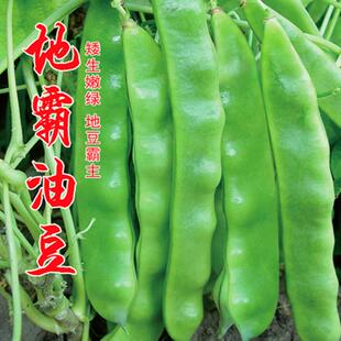 地霸油豆种子地豆种籽矮生将军王东北油豆芸豆豆角高产抗病包邮