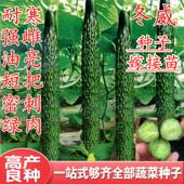 黄瓜种子高产油亮水黄瓜种籽强雌短把绿瓤绿肉密刺四季 蔬菜冬威