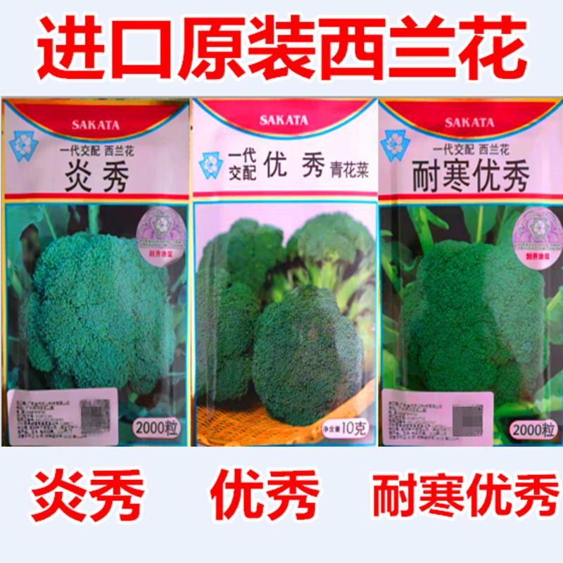 西兰花种子蓝籽日本坂田原