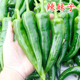包邮 辣妹子种子辣椒尖椒线椒青红东北辣妹特辣皮薄四季 蔬菜种籽