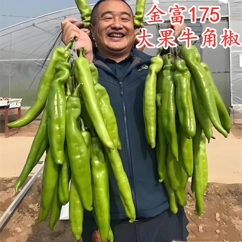 金富175高产大果牛角椒种子辣椒苗秧苗尖椒羊角椒四季蔬菜种籽