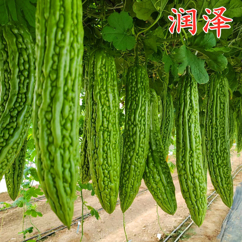 苦瓜种子杂交籽苗齐顶油绿