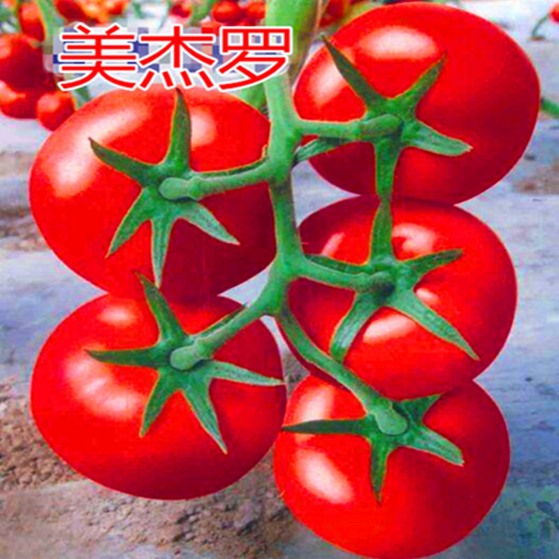 番茄种子以色列进口大红西