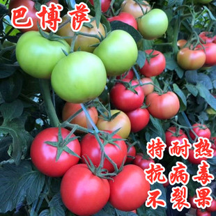 番茄种子西红柿种籽耐热粉红大果不裂果四季蔬菜秧苗子种苗巴博萨