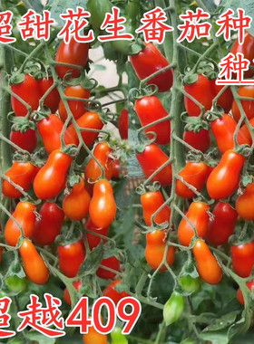 花生番茄种子超甜小西红柿种籽红色圣女果樱桃番茄种苗子超越409
