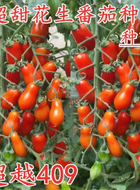 花生番茄种子超甜小西红柿