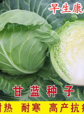 甘蓝种子莲花白种籽包心菜卷心菜种苗大头菜四季蔬菜翠绿黄芯包邮