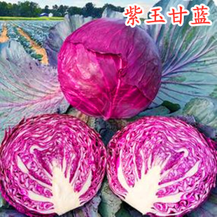 紫甘蓝种子日本包菜种子紫洋白菜种子特色紫色蔬菜阳台庭院紫玉
