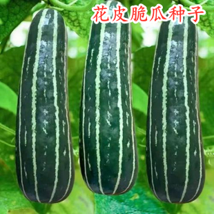 花皮脆瓜种子梢瓜种籽一窝蜂菜瓜早熟不苦水瓜四季庭院阳台高产