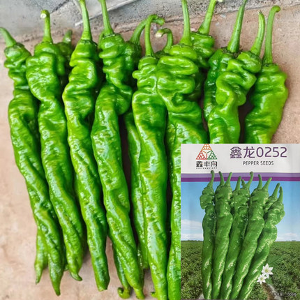 鑫陇0252大果全螺旋螺丝椒种子辣椒秧苗子麻面薄皮顺直辣味浓尖椒