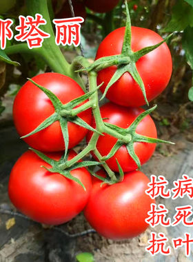 红果番茄种子抗死棵大西柿