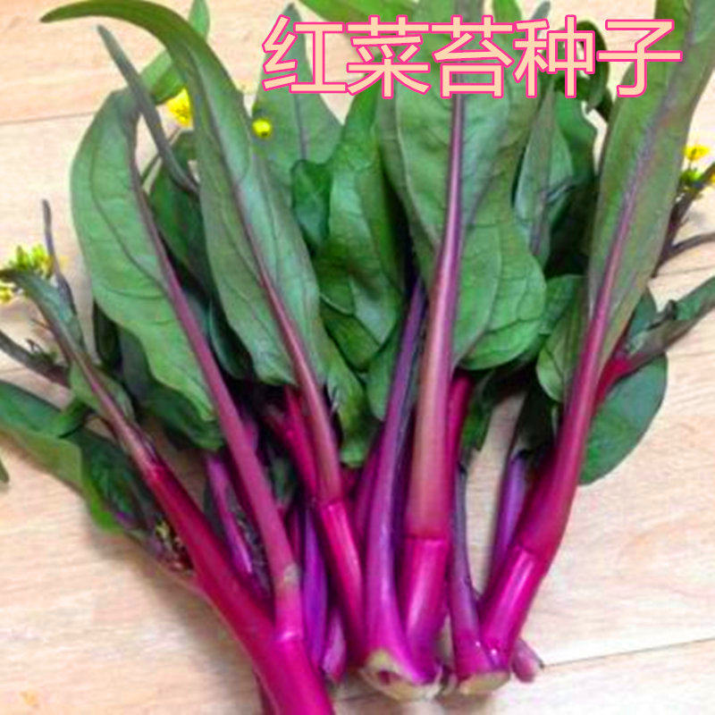红菜苔种子紫红菜心种籽菜台菜薹甜菜心蔬菜高产抗病四季蔬菜包邮