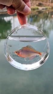 小物SHOW观鱼盒桶户外小物钓鱼配件手提透明圆形观察盒带刻度微物