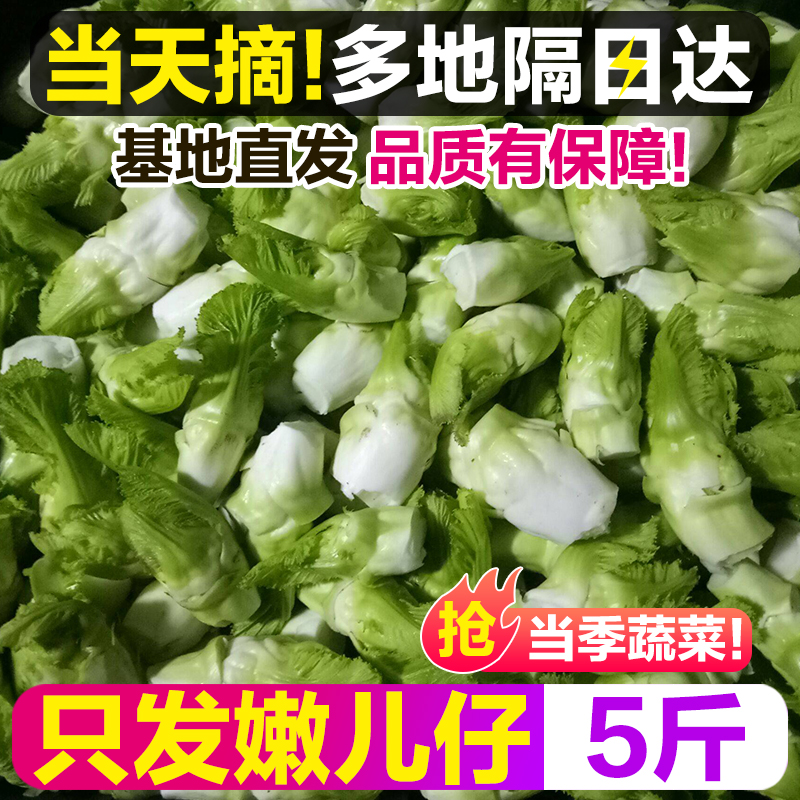 现砍现发！四川新鲜儿菜嫩儿仔