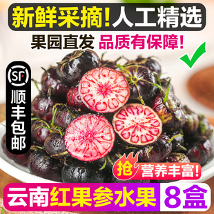 新鲜红果参特大果云南蜘蛛果罕见水果孕妇美容黑果参算盘果现摘