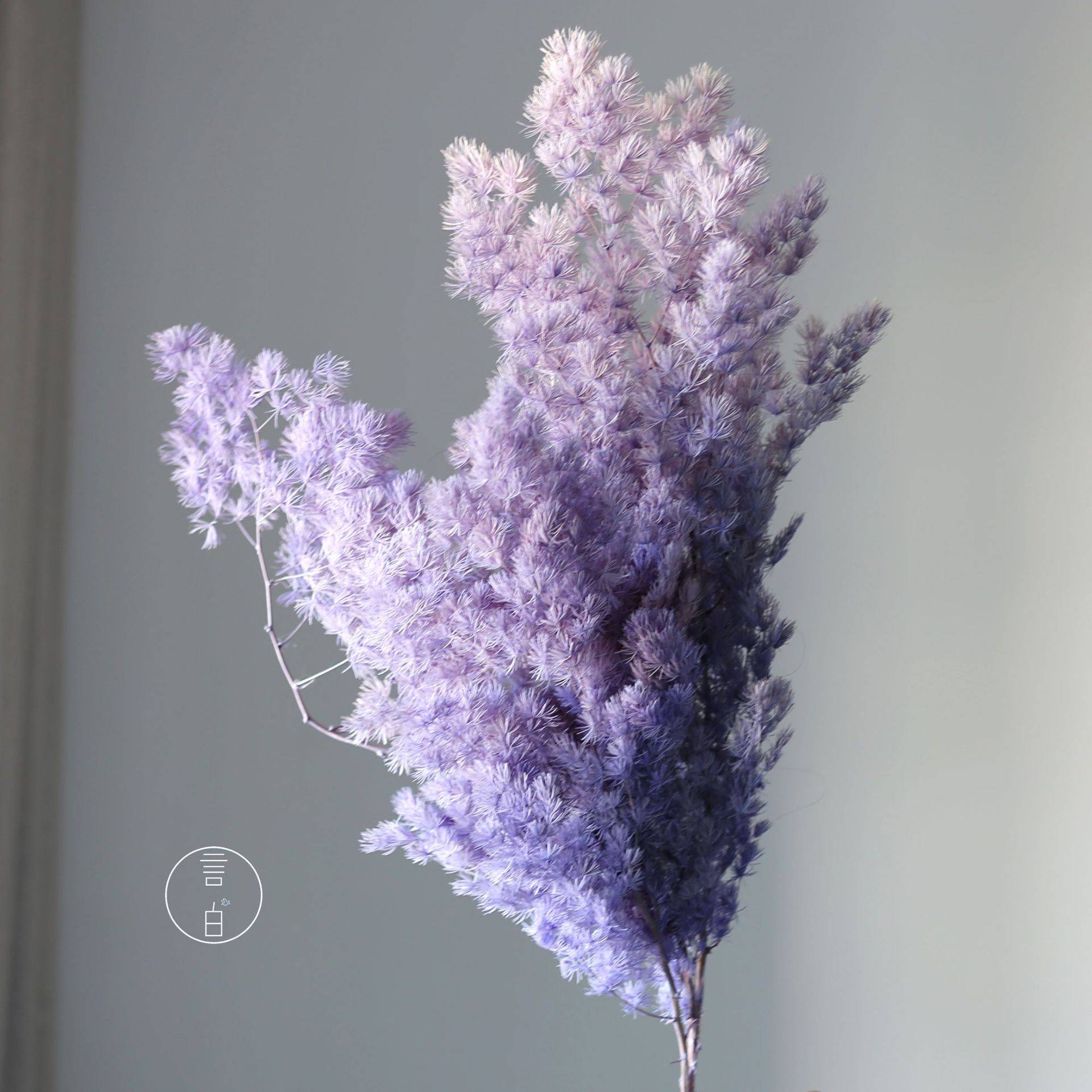 永生蓬莱松 雪松绣球松保鲜花干花直批婚庆场景布置花材