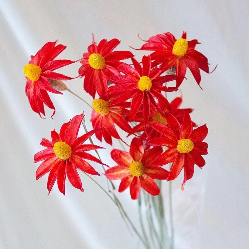 文心兰干花花束装饰家居艺术插花配花小清新草粘干花小滨
