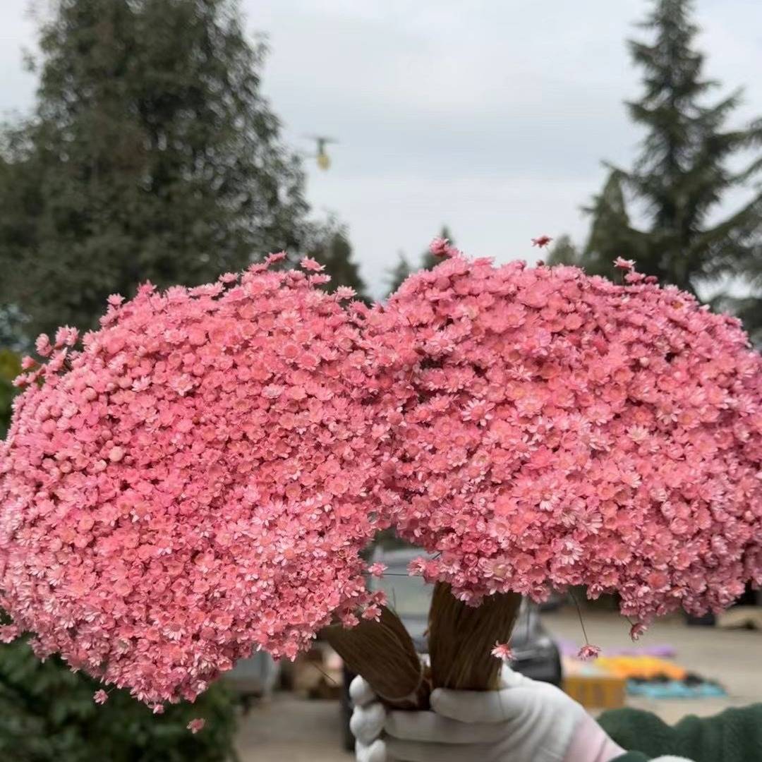 北欧风巴西小星花干花花ins干花花束家居装饰拍摄摆件diy花材