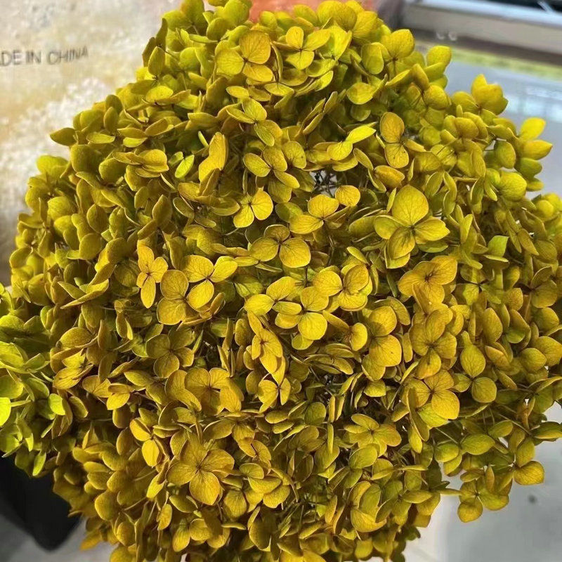 永生绣球干花家居客厅装饰保鲜花吸色多叶支安娜绣球干花配材