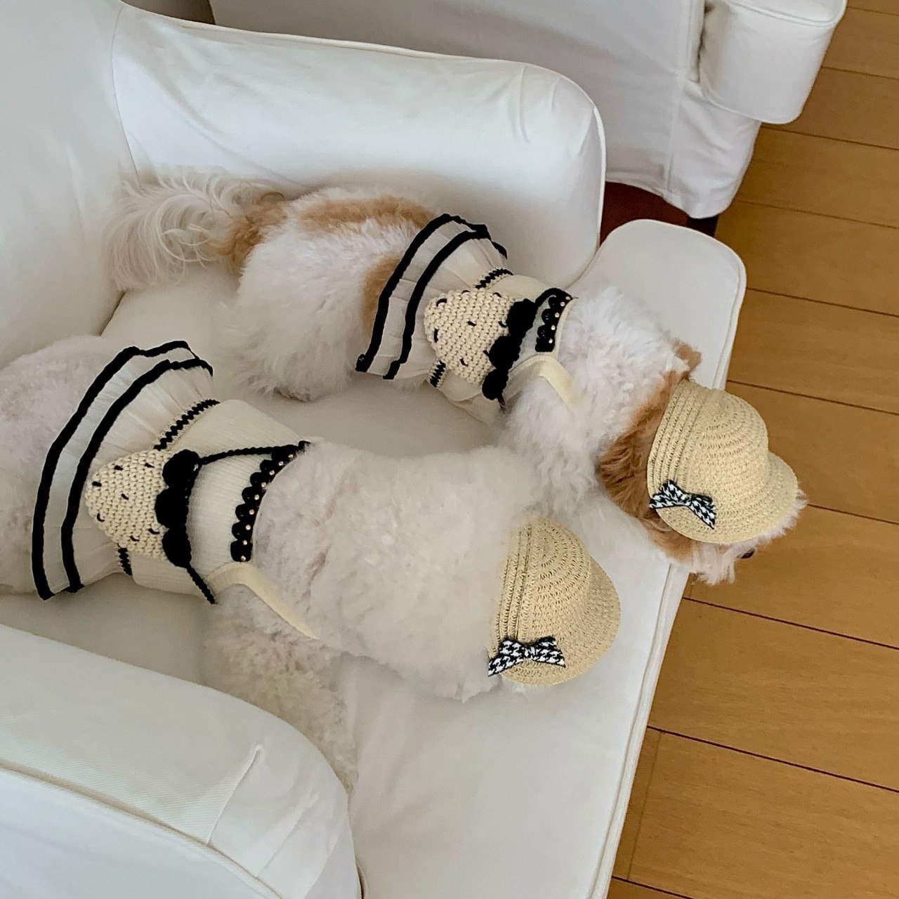 夏季新薄款吊带背心网纱比熊泰迪博美连身裙子狗狗猫咪防掉毛衣服