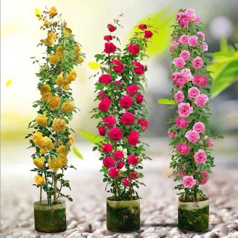 藤本月季花苗大花浓香型耐寒蔷薇花苗攀援爬藤植物庭院阳台玫瑰花