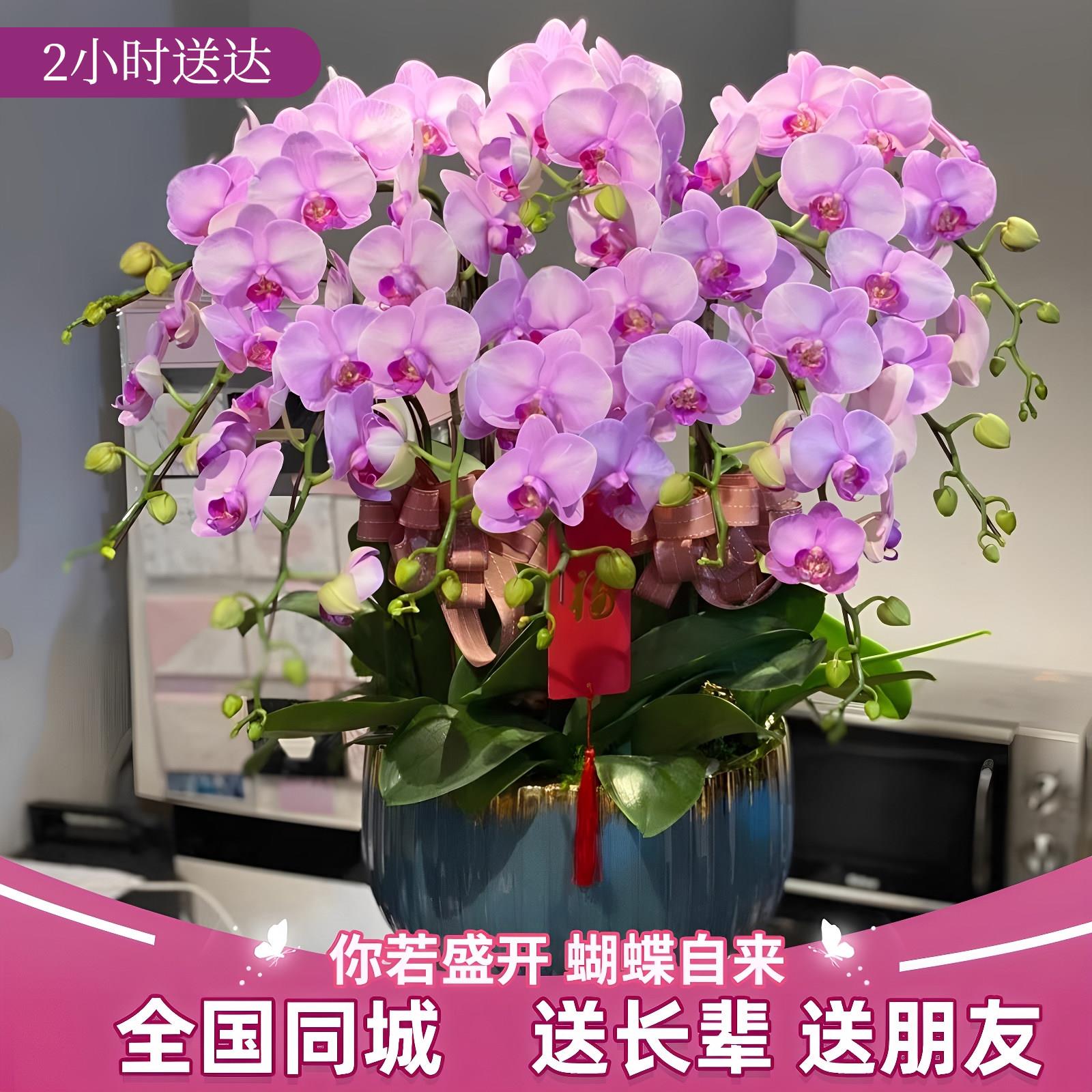 全国蝴蝶兰盆栽鲜花速递同城上海北京开业乔迁带花深圳杭州广州店