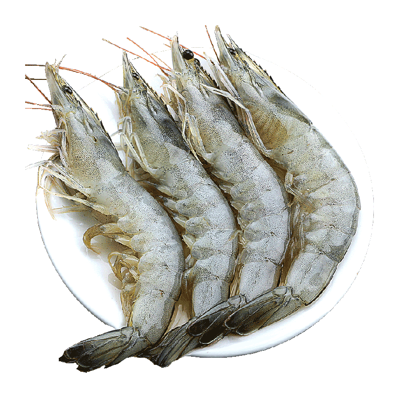 北海湾新鲜3040海虾