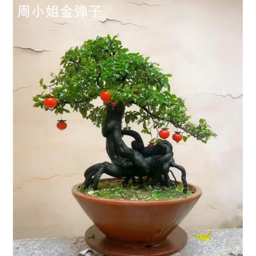 金弹子盆景老桩已挂果母桩熟桩树桩带果发货灌木精品盆栽一物一拍