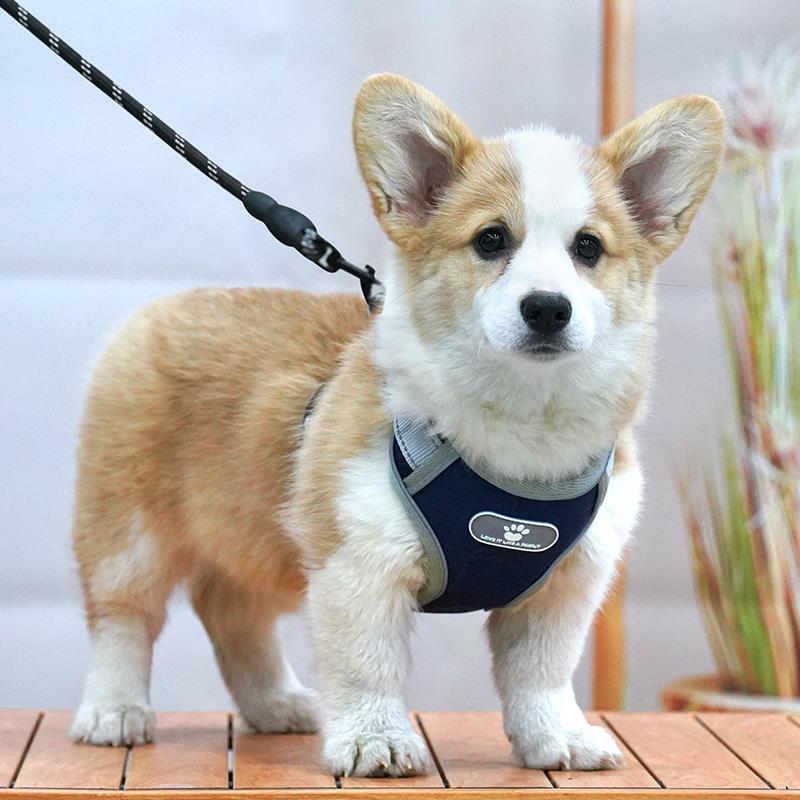 狗狗牵引绳柯基泰迪胸背带宠物遛狗绳防挣脱狗炼子中型犬幼犬背心