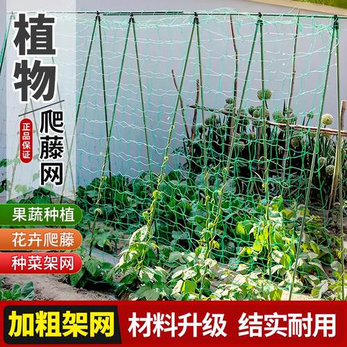 植物爬藤网攀援网园艺搭架网瓜果丝瓜苦瓜月季藤蔓花卉攀爬种植网