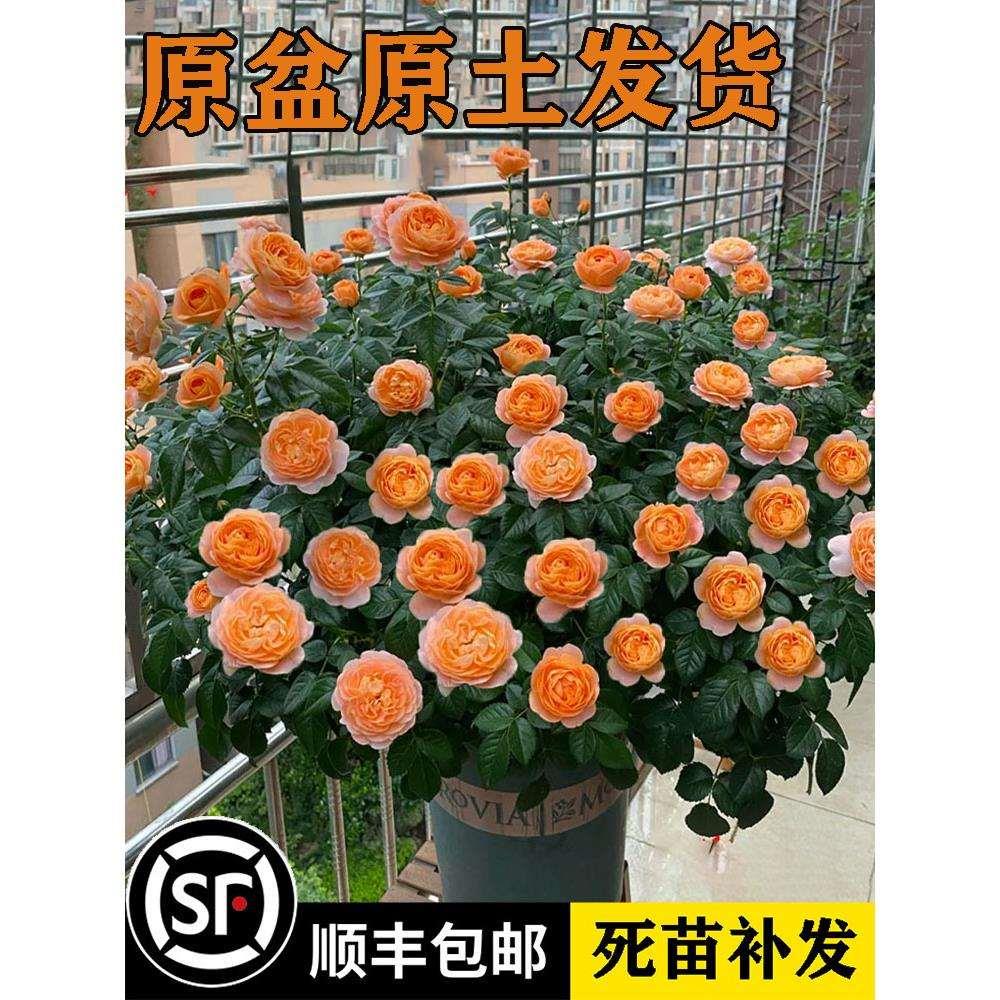果汁阳台月季花苗盆栽玫瑰特大花浓香四季开花卉植物阳台庭