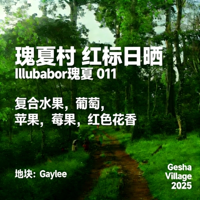 (咖啡生豆)25产季瑰夏村红标瑰夏埃塞尔比亚日晒红标瑰夏咖啡豆