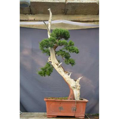 山采济州真柏盆景素材山采柏树熟桩系鱼川真柏盆景老桩绿植包邮