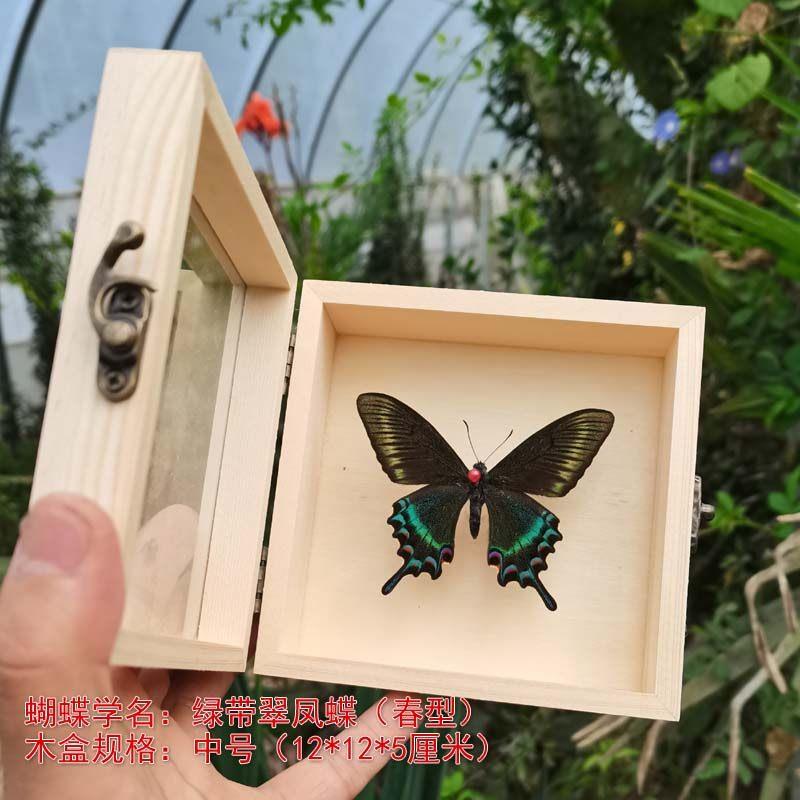 真蝴蝶标本展示框蝴蝶标本原蝶昆虫标本创意礼物蝴蝶摆件礼物儿童