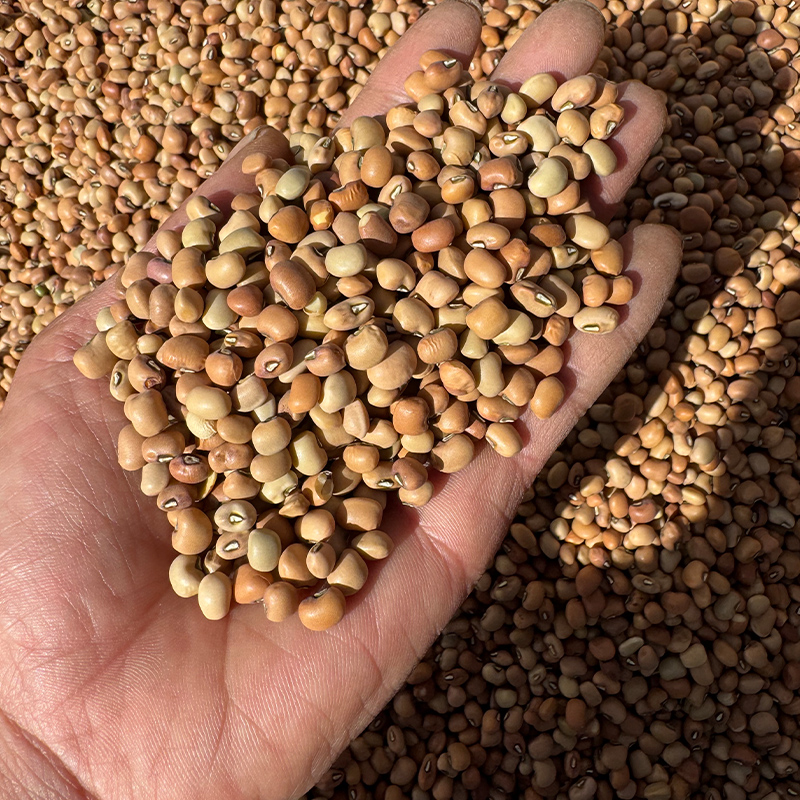 自种豇豆大红豇豆红皮